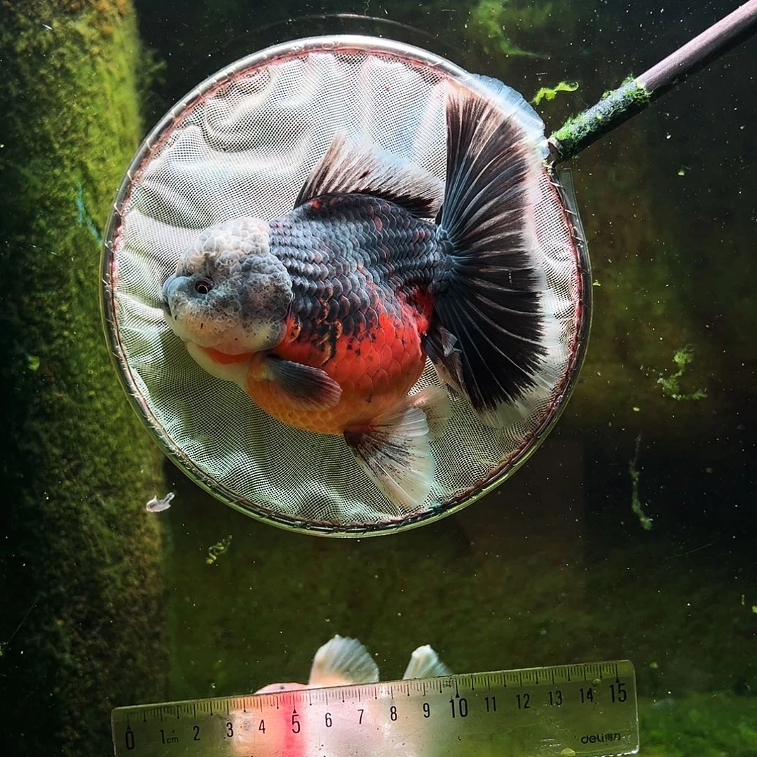 金鱼冷水金鱼百褶泰狮