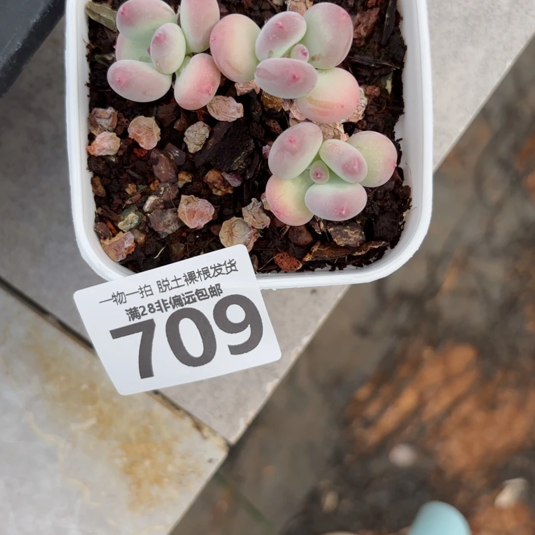 苹果奶老桩无盆土发货