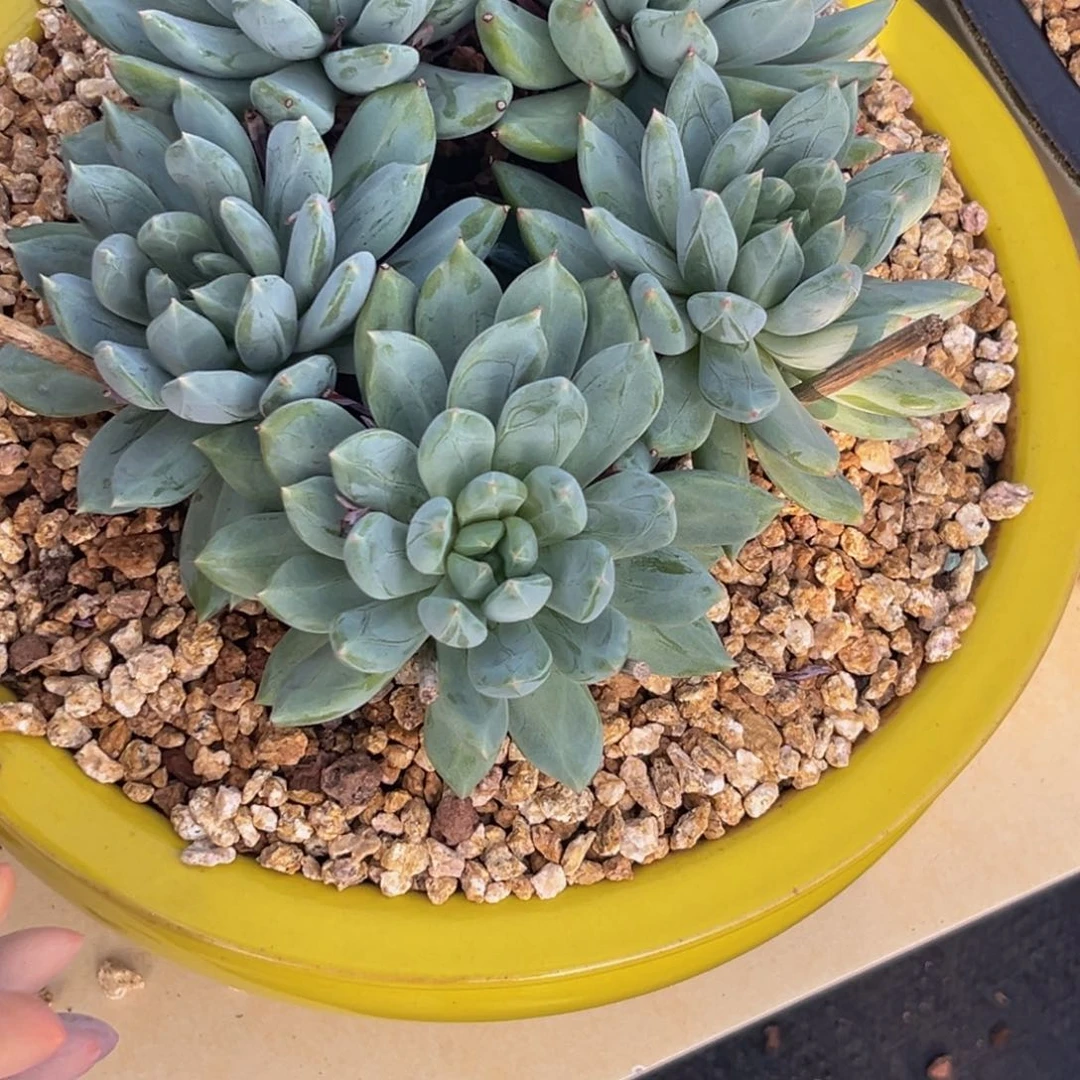 2634下午多肉植物群生