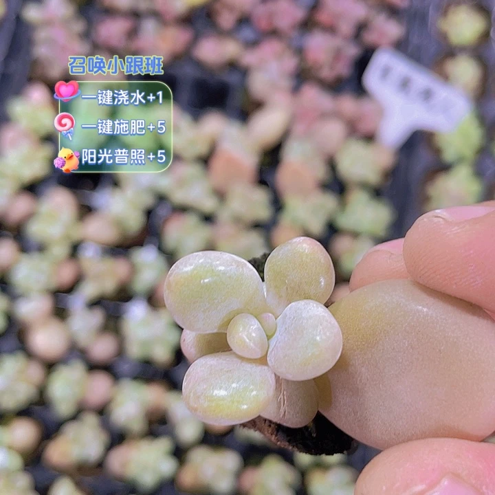 【满10颗包邮】香蕉美人