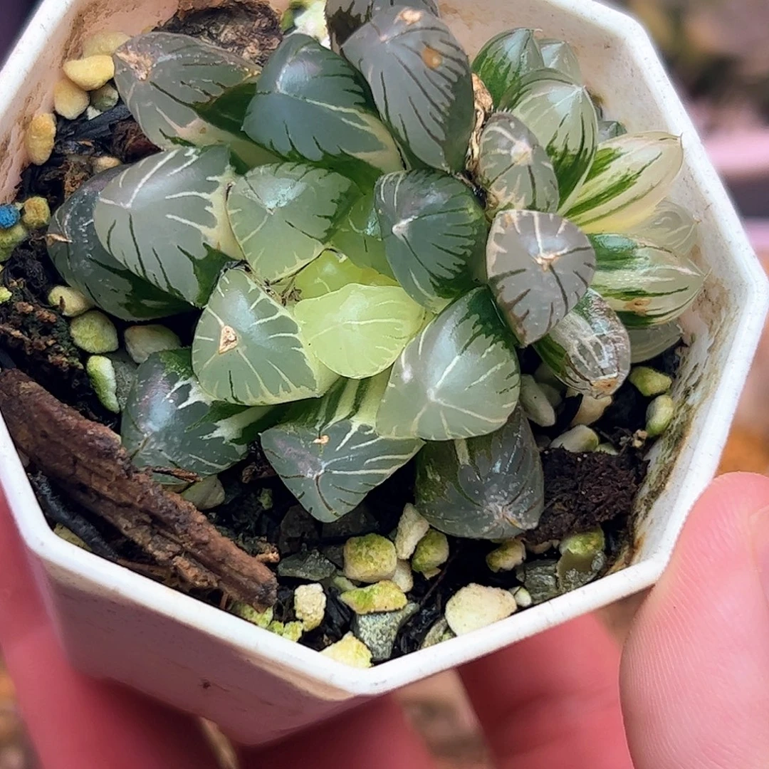 地泉锦十二卷多肉植物