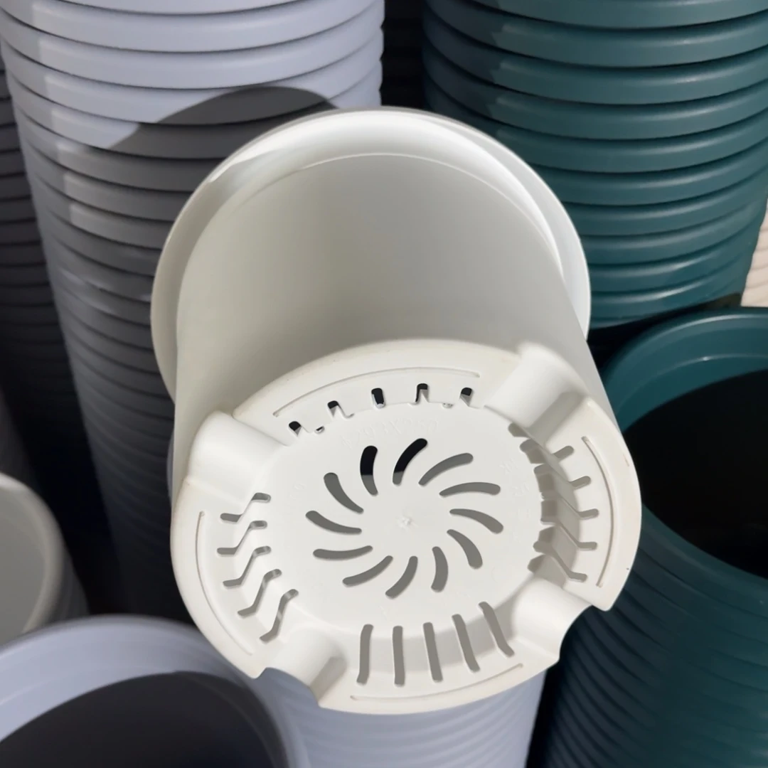 四季5号10个白色的