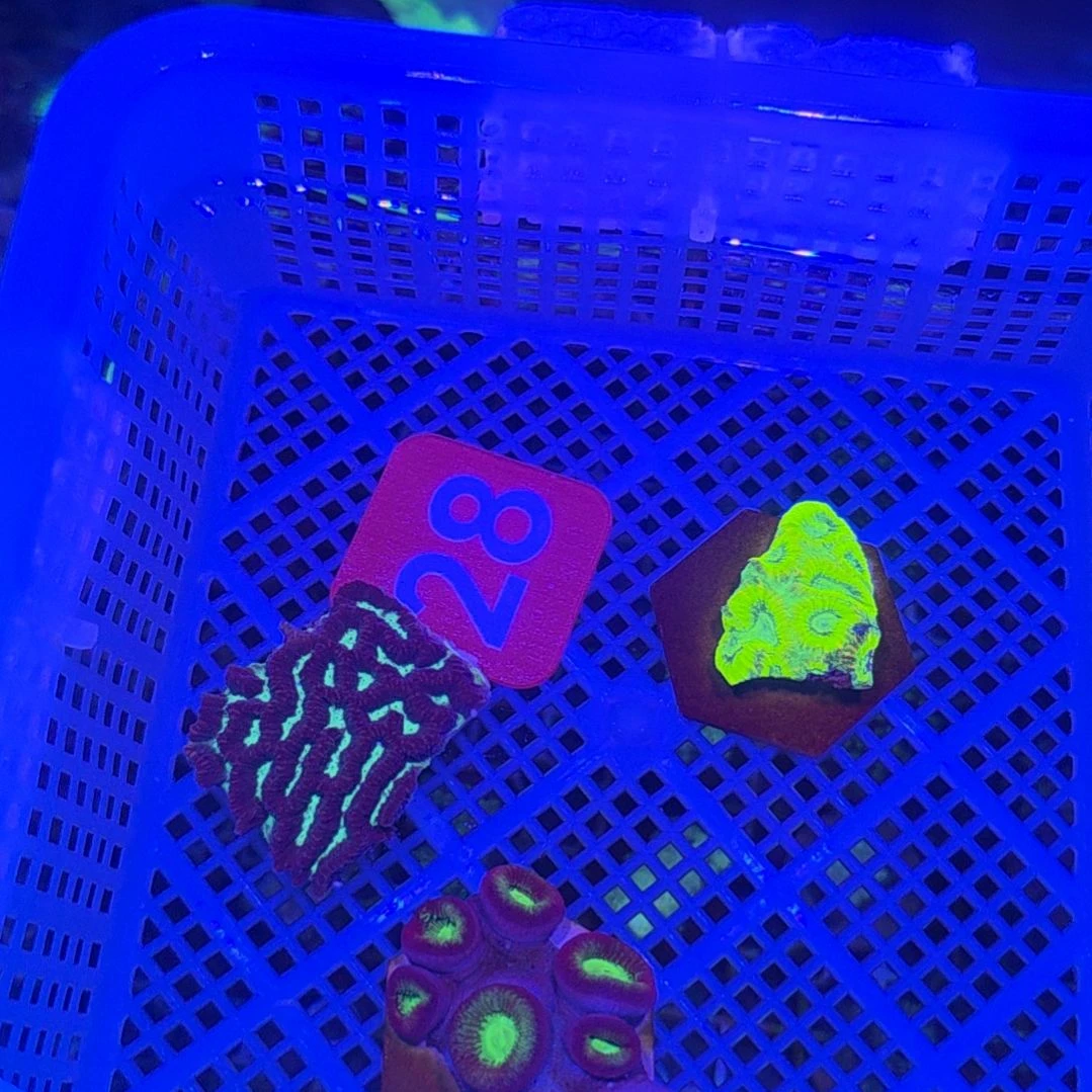 中国大陆28 号框直播间挑选