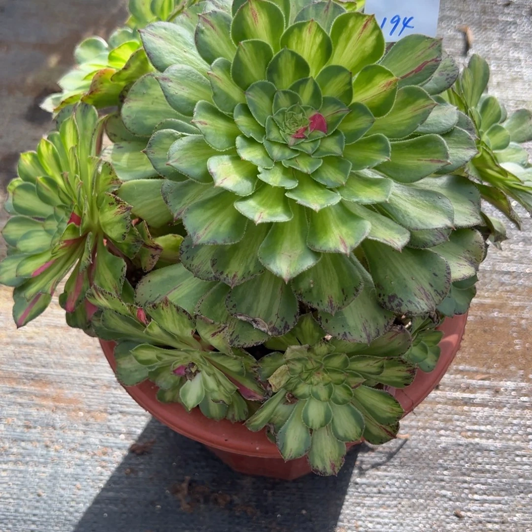 194知否多肉嘻嘻嘻多肉多肉多肉