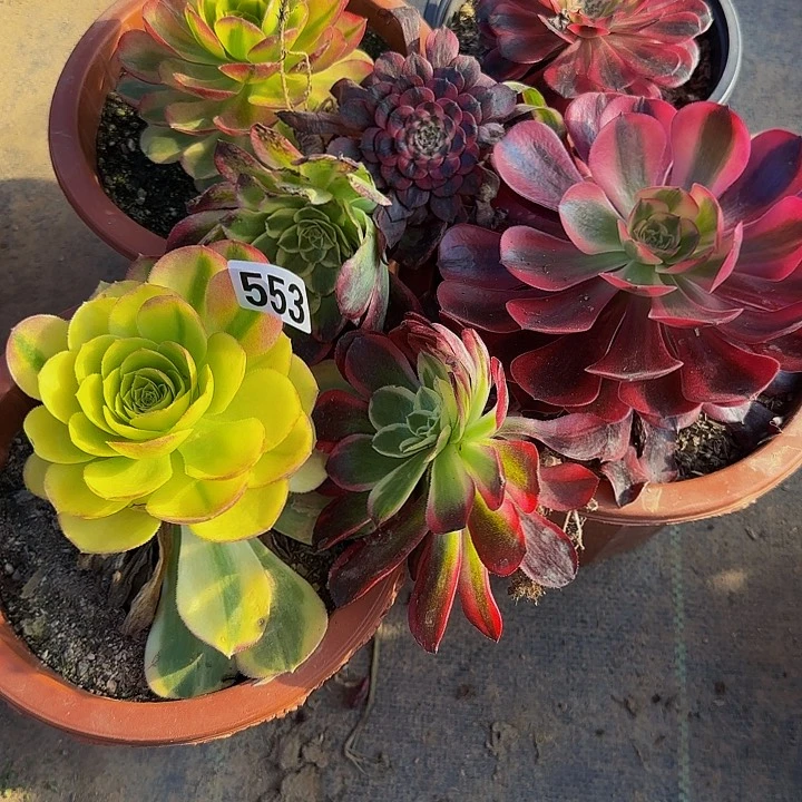 汐*，553单头，7颗