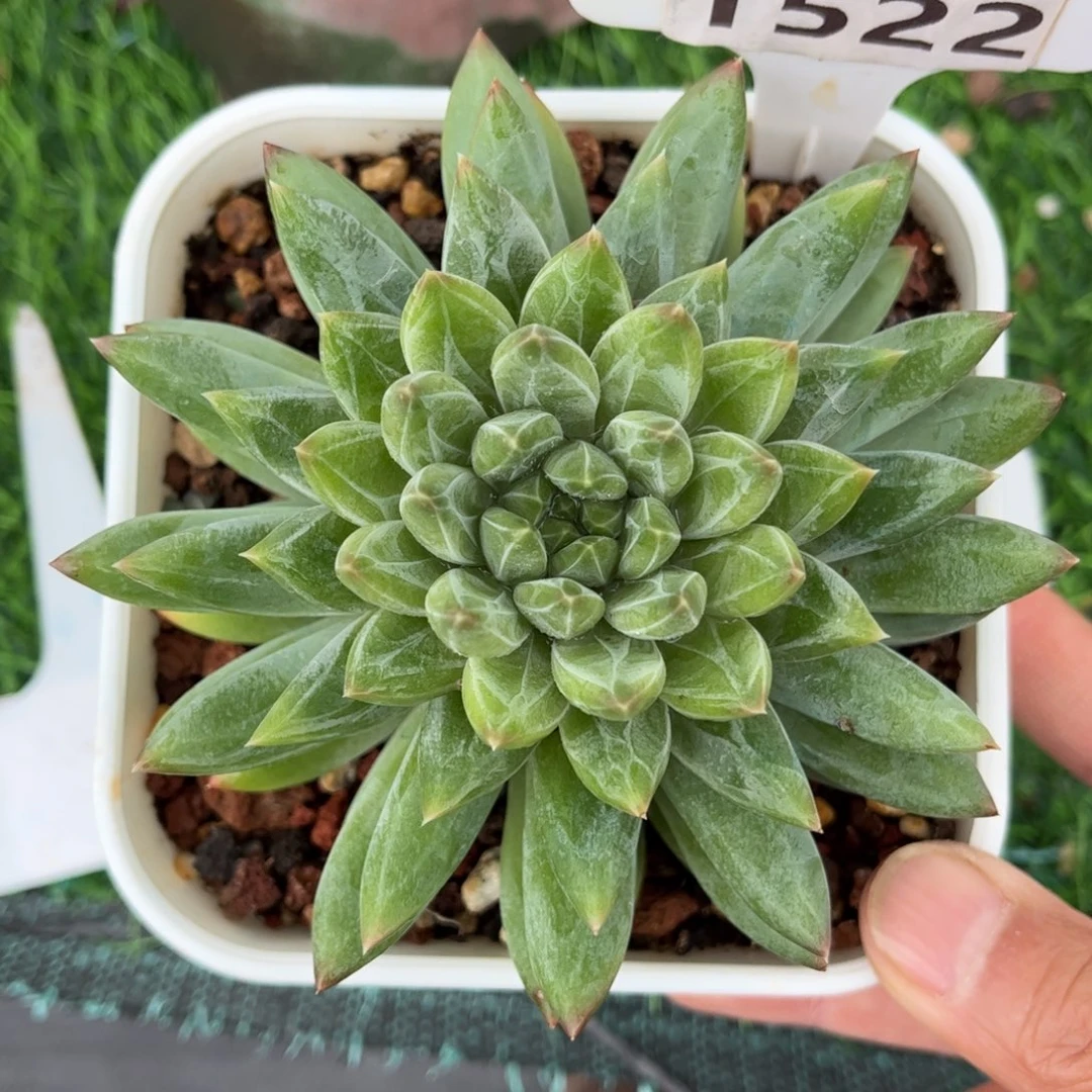 多肉植物1522 满30包邮