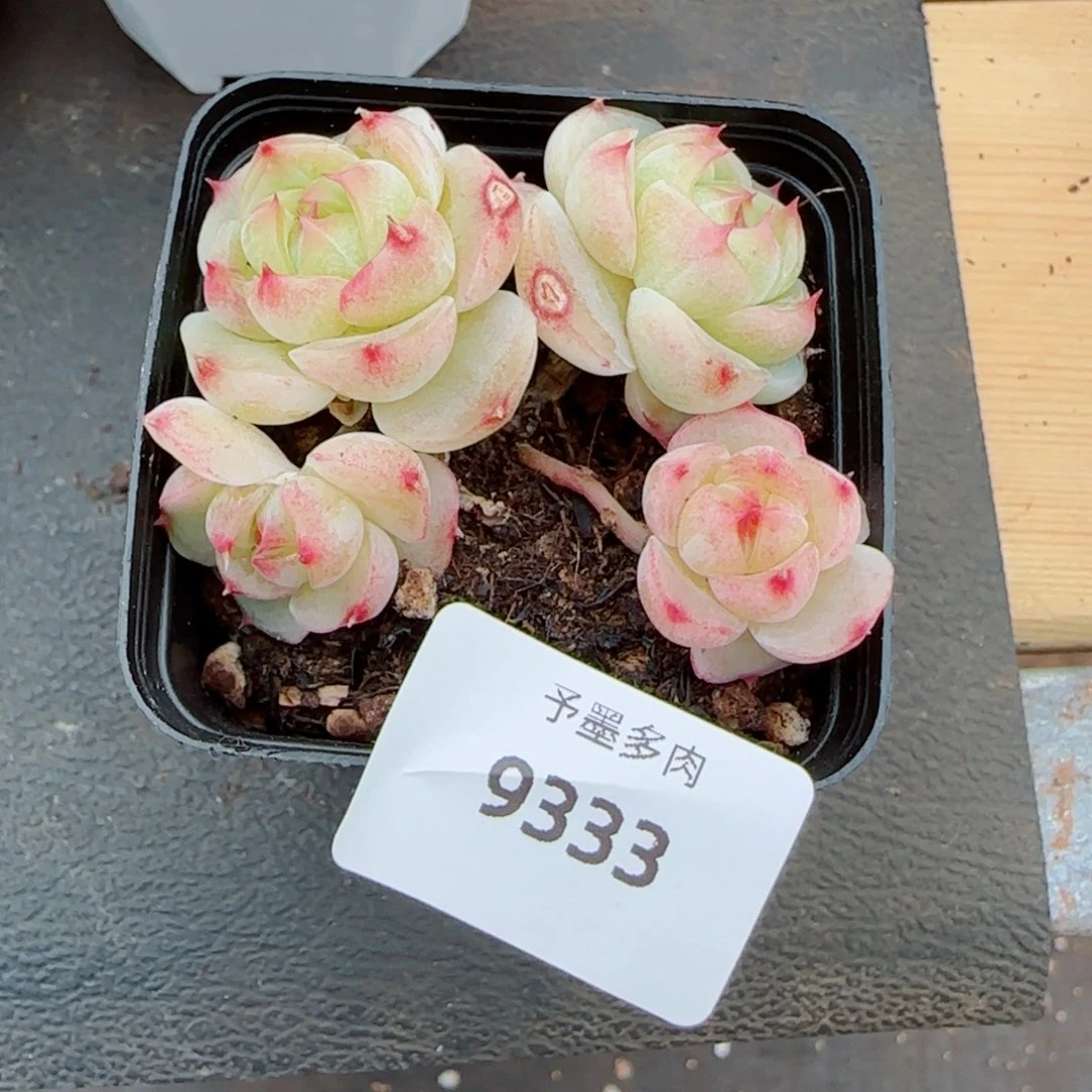 吉*菩提珍妮，9333多肉植物