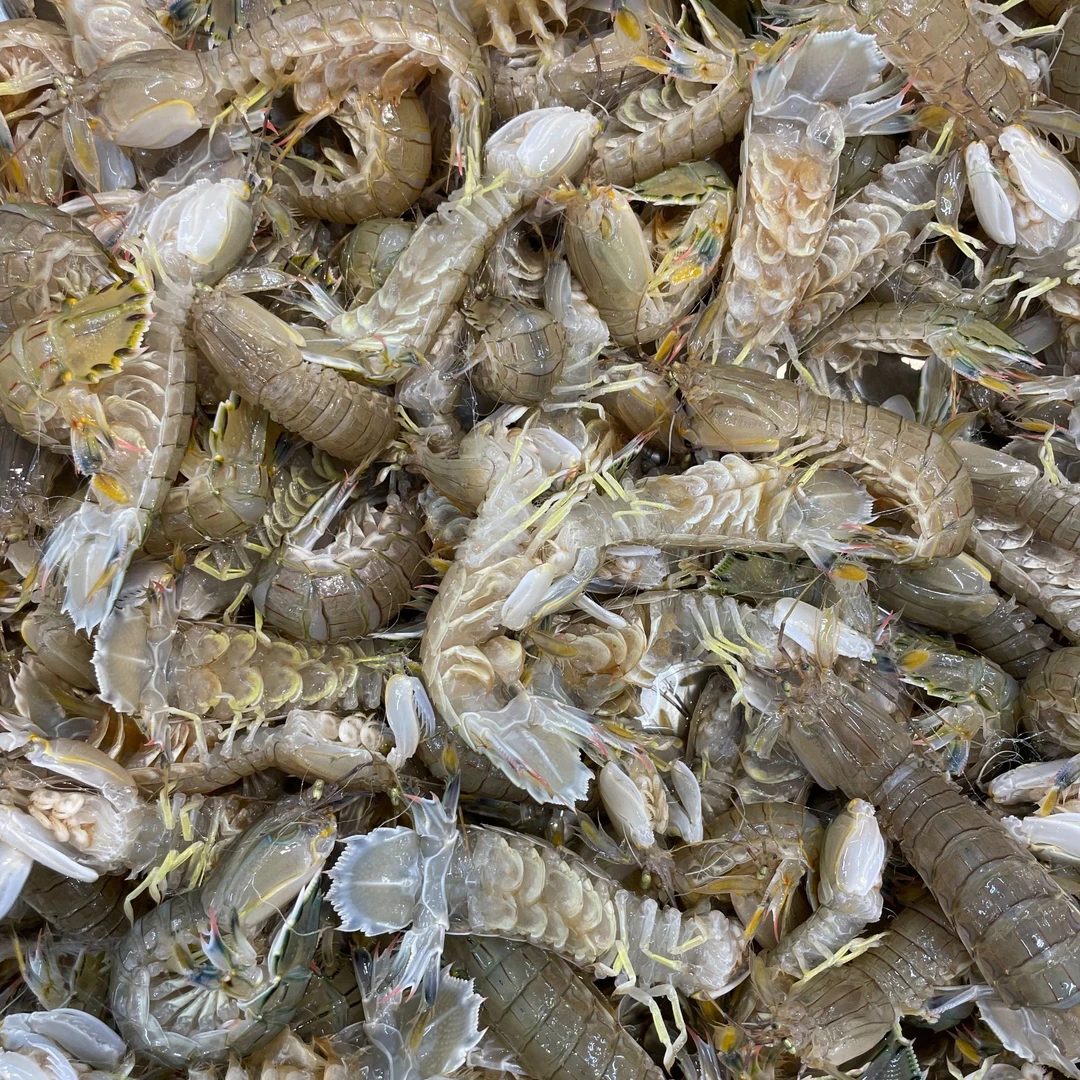 渤海湾野生海捕虾爬子