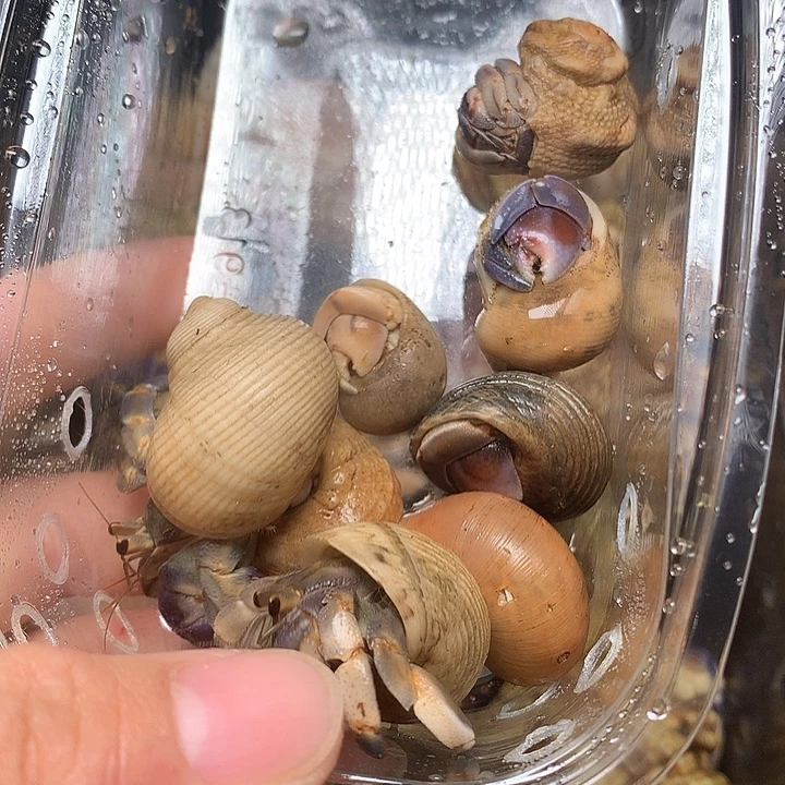 8/只奔跑的寄居蟹套盒5