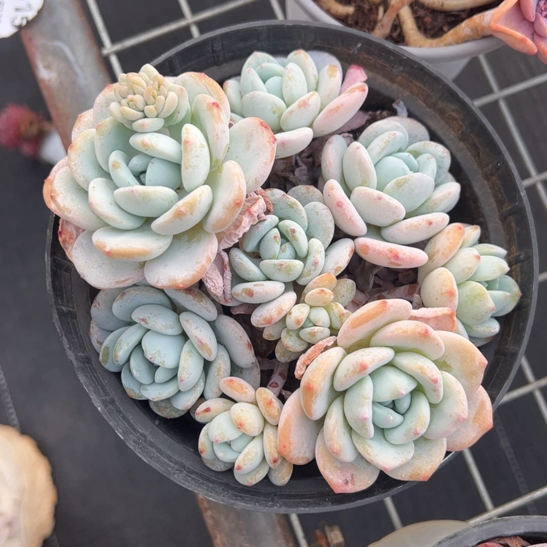 冷香一物一拍1894