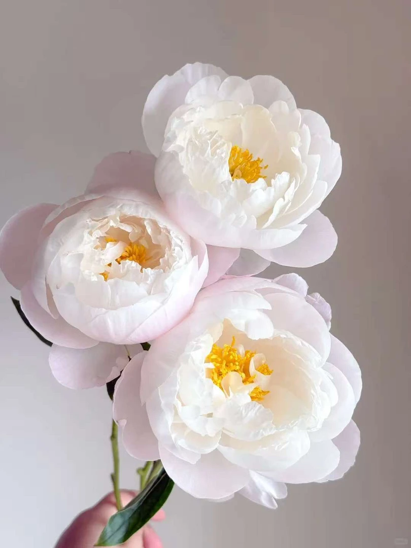 (现货-美国小姐）芍药鲜切花重瓣大芍药山东菏泽基地发货