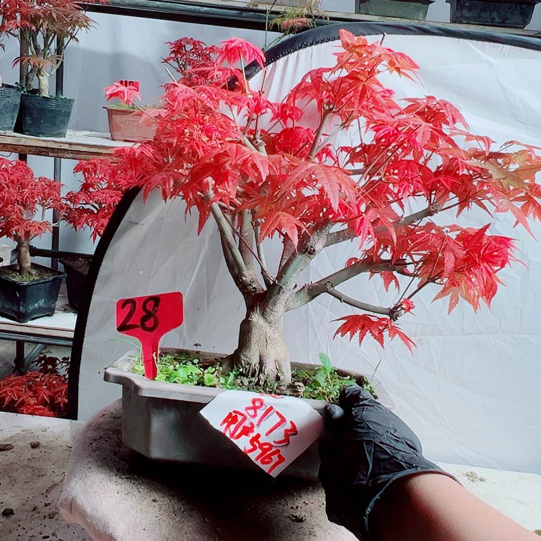 无花朵用****9红枫老桩出猩猩