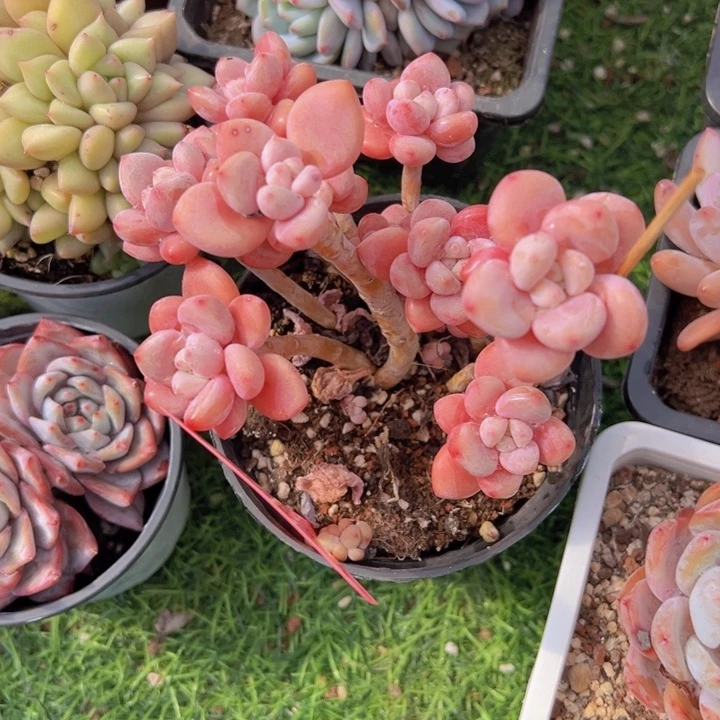 健健康康平平安安