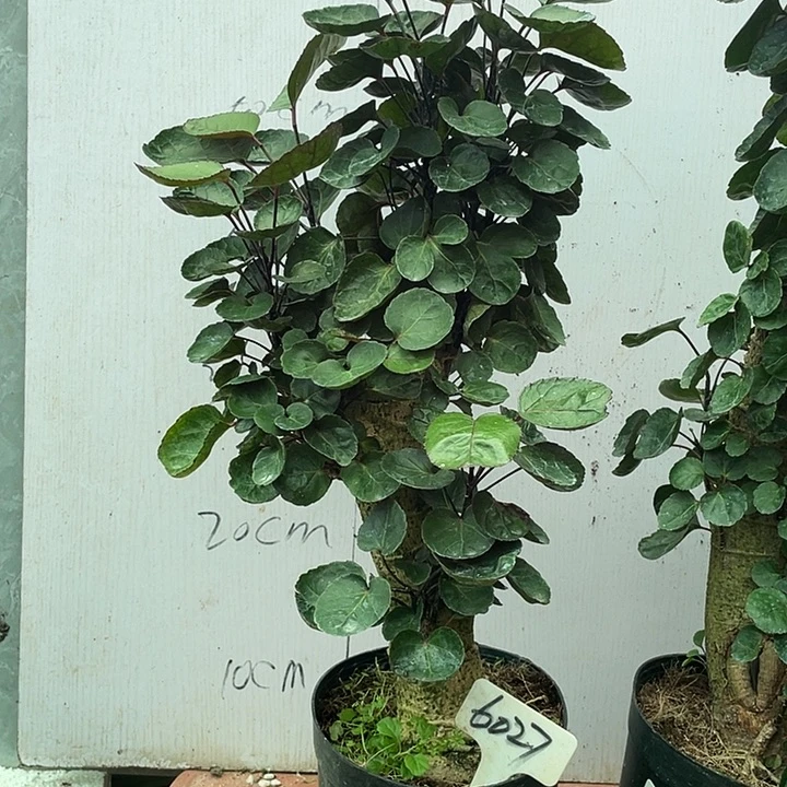 完全开放478866乙。。了！