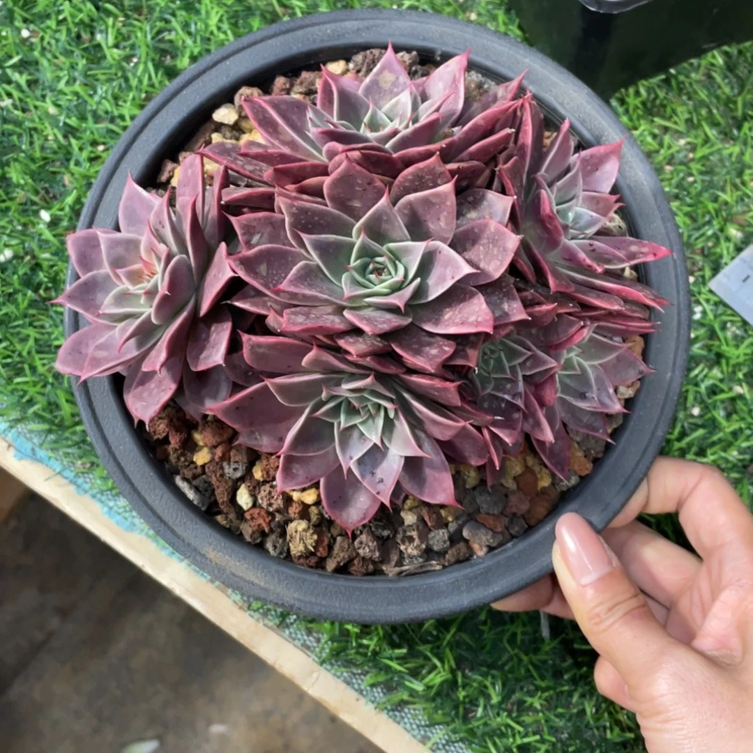 米亚冠幅17 公分一物一拍