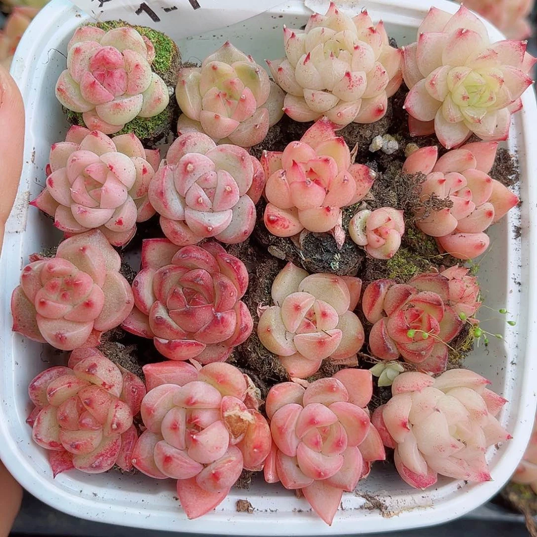 1-172 新疆西藏内蒙不发 12.8包邮2-3公分多肉