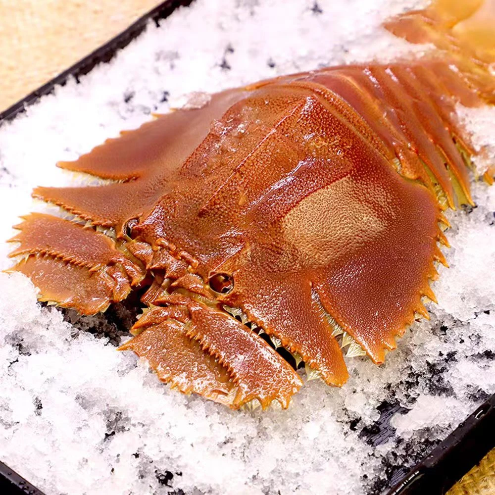3斤琵琶虾冷冻弹弹虾新鲜九齿扇虾海虾活皮皮虾顺丰海鲜