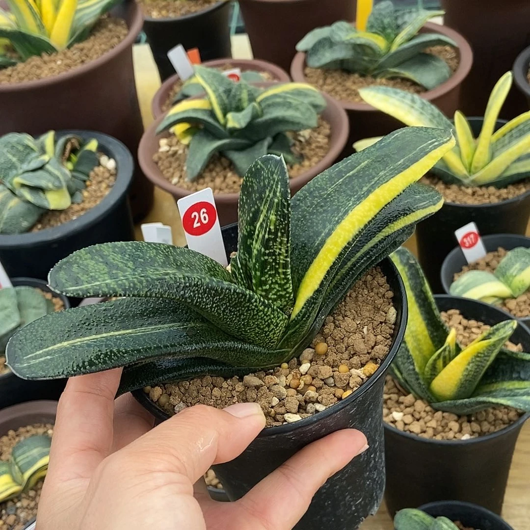 26实生卧牛转锦带盆发货