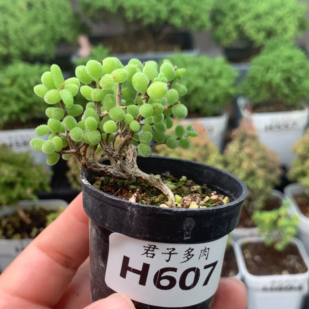 607蜜叶。