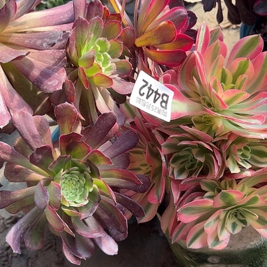 花*月多肉植物两个