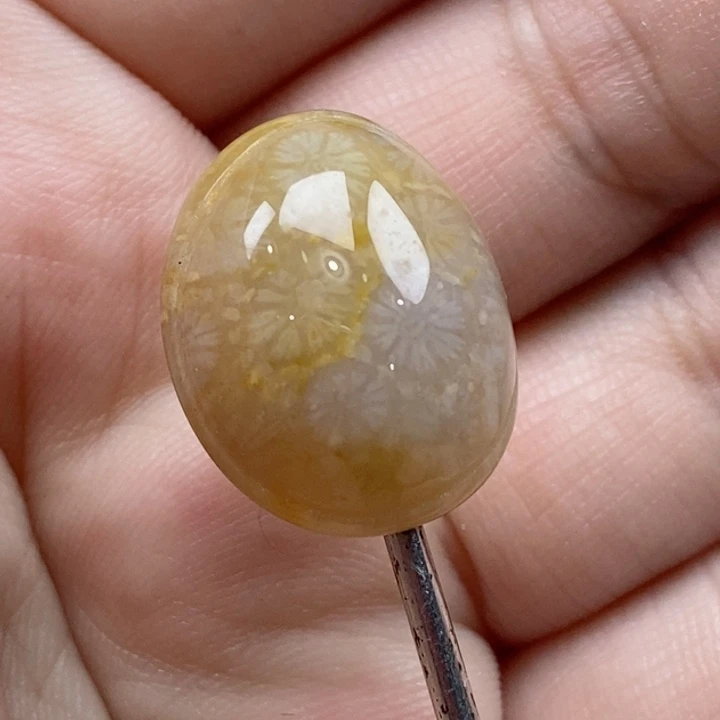 颈饰未镶嵌硅化珊瑚（珊瑚玉）