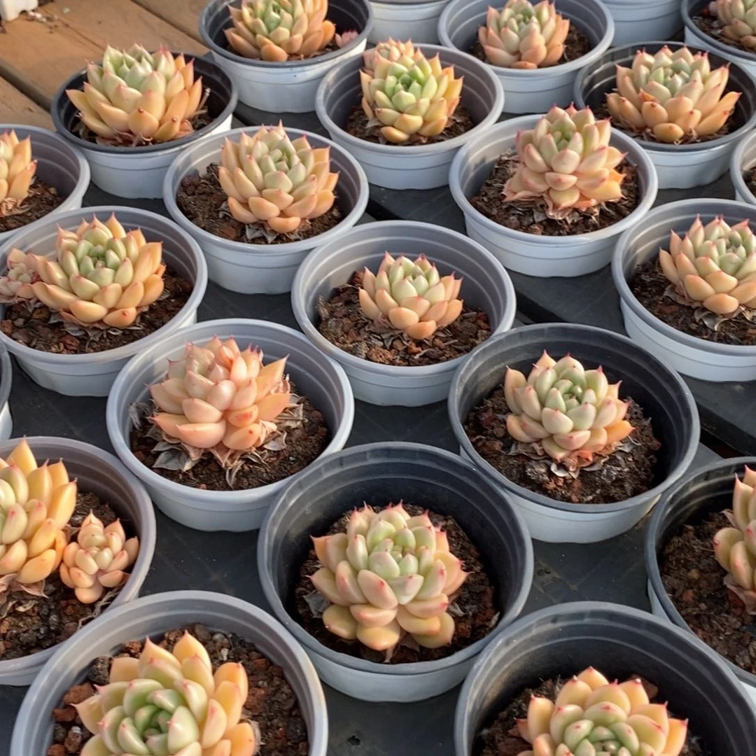 124春春珍妮单头 福利多多