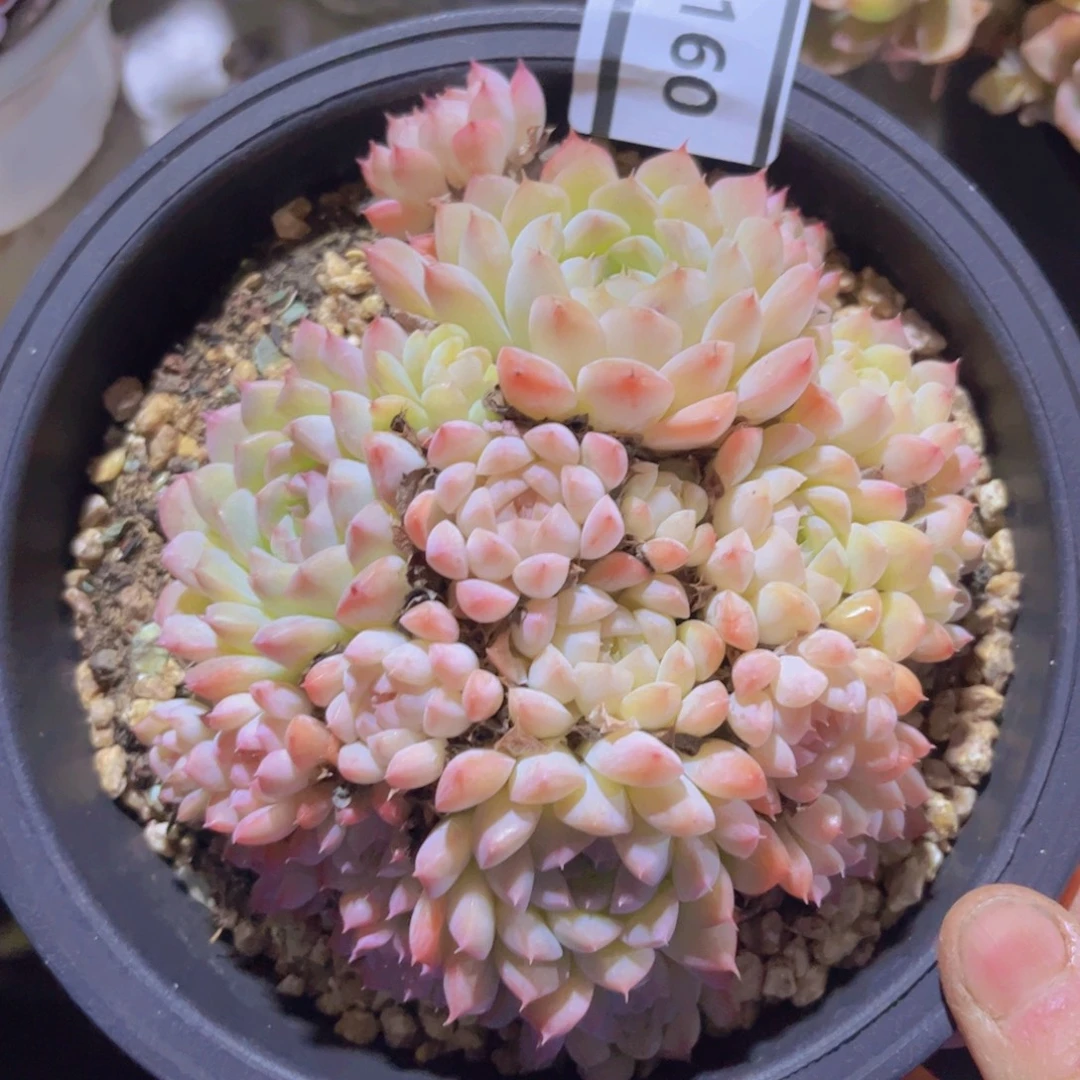 女王杂0160多肉植物