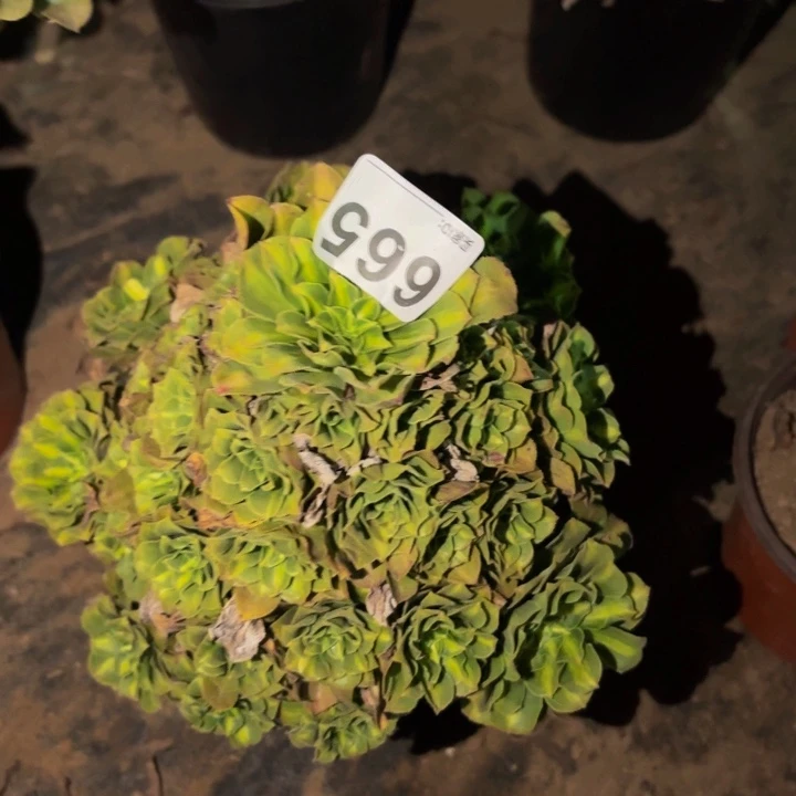 665夜光杯多肉植物