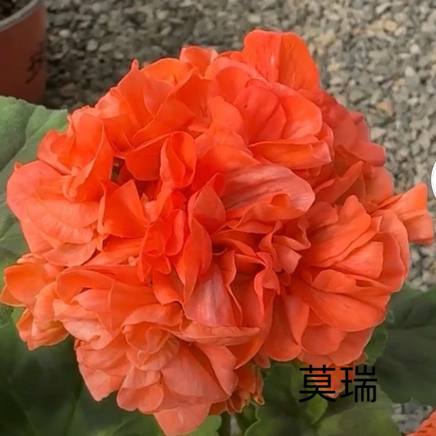 【莫瑞】（一盆包邮；拍三发四）