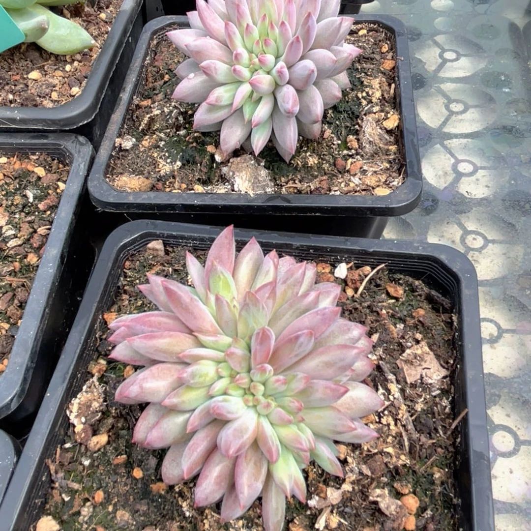 世***凉虞美人多肉植物发货