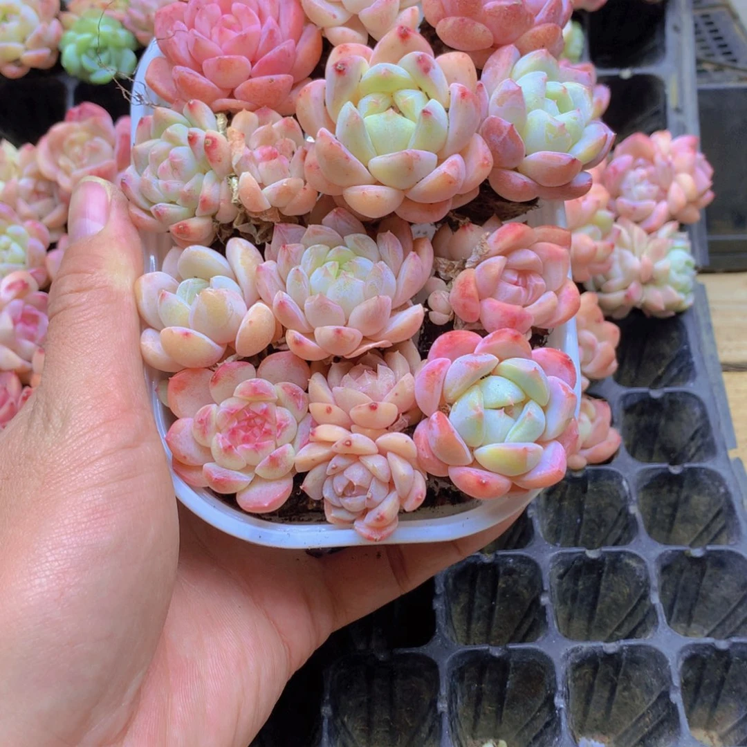 我要去看你了啊057