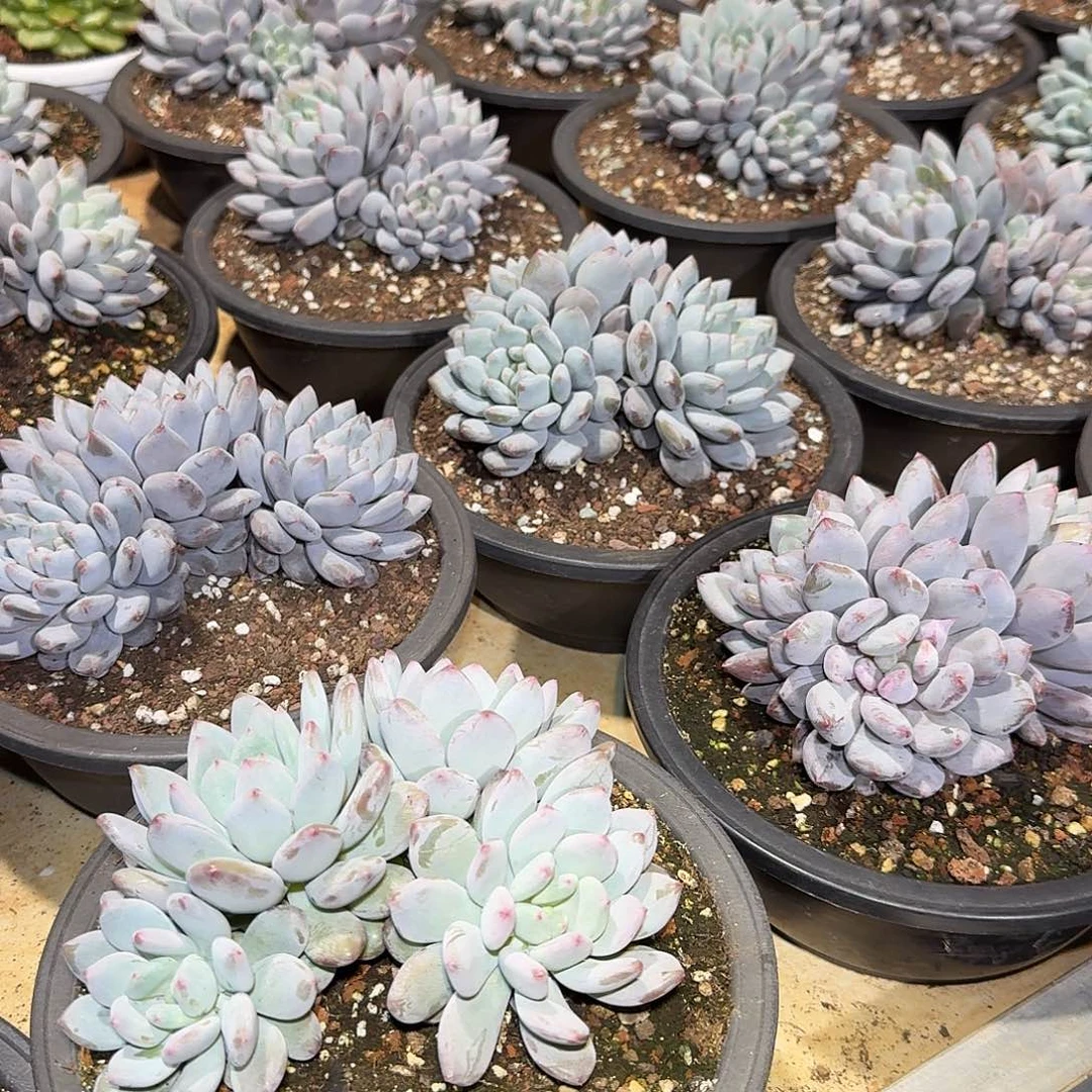 半夏美人整无砍群生多肉