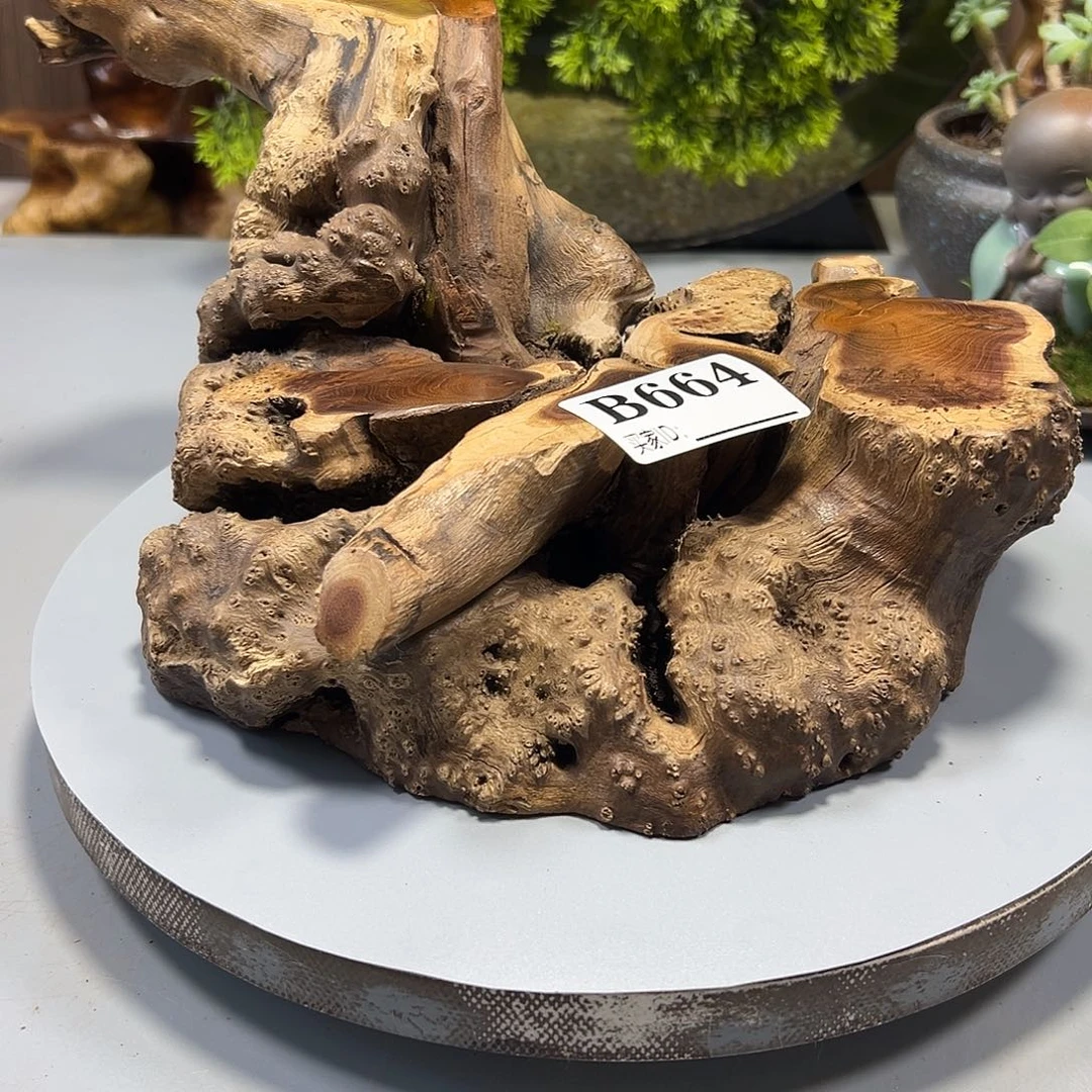 大果紫檀（缅甸花梨）水***视
