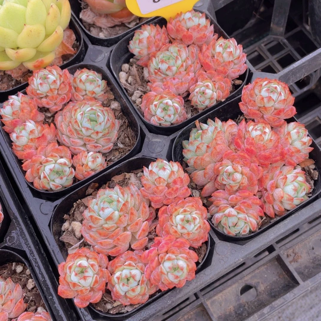 875号 小红雪鲁冰多头群一个