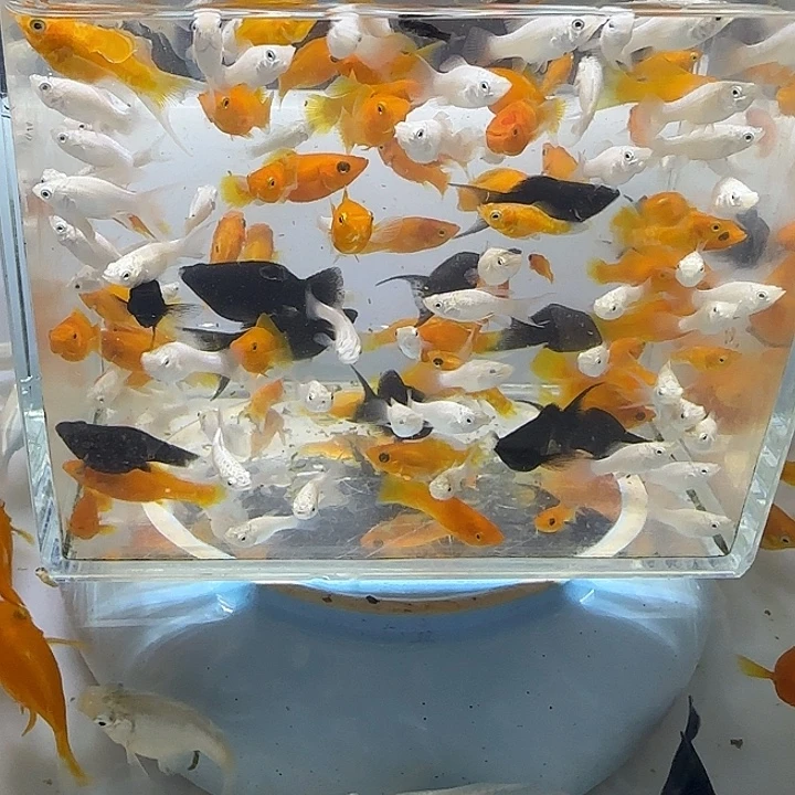海水自来水，玛丽球小球买10送10条备损