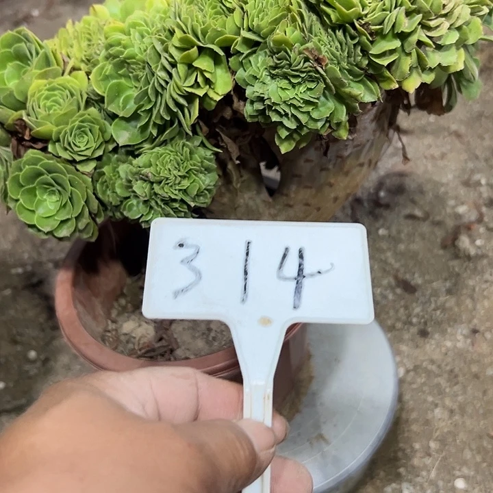 *****多肉植物绿羊绒缀花314