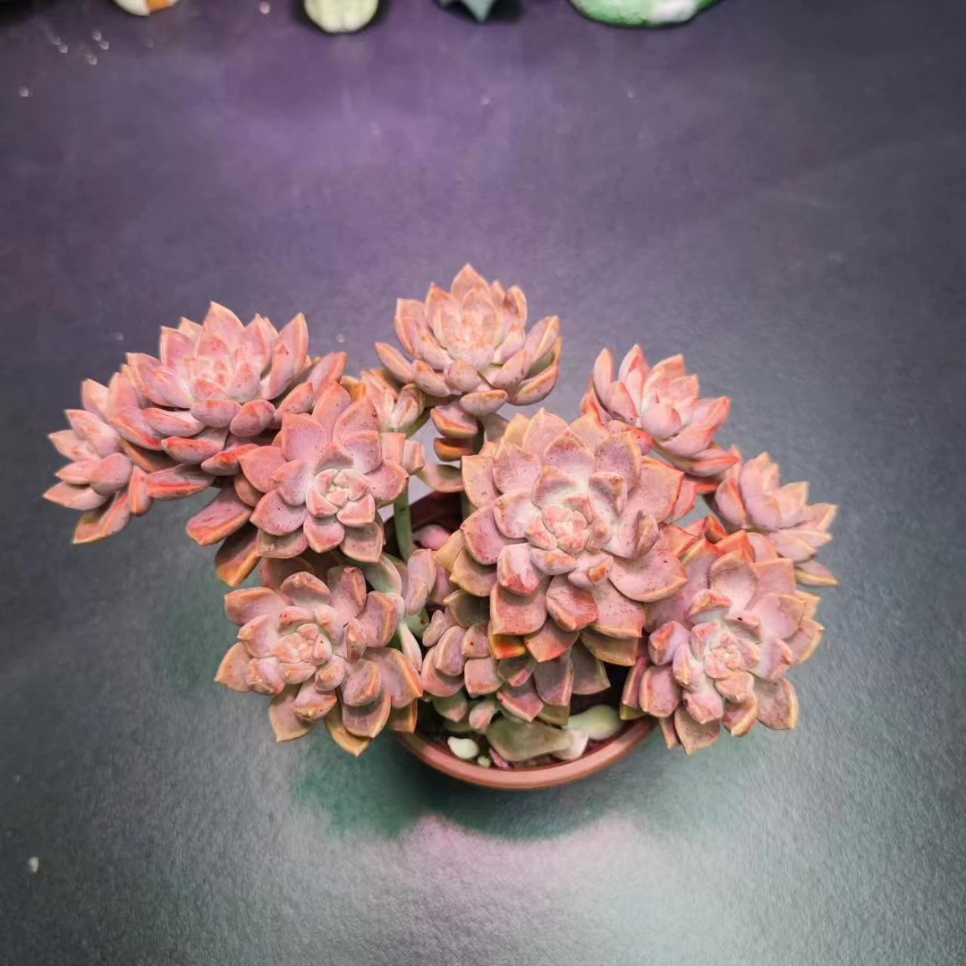 阿伦陪1颗脱土发货(拼满15元包邮)多肉植物阳台露台办公室绿植植