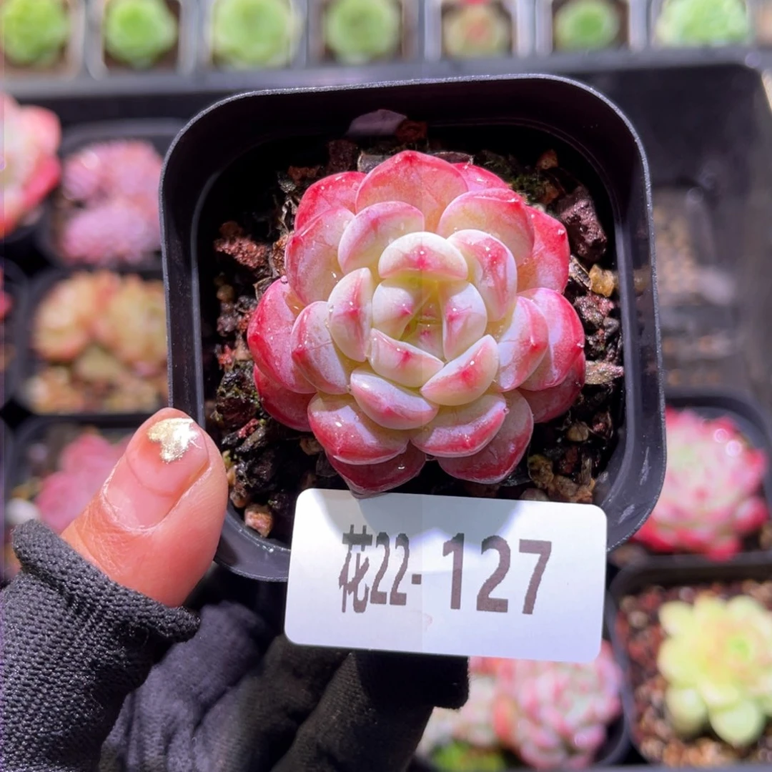 花22-127白桃汽水