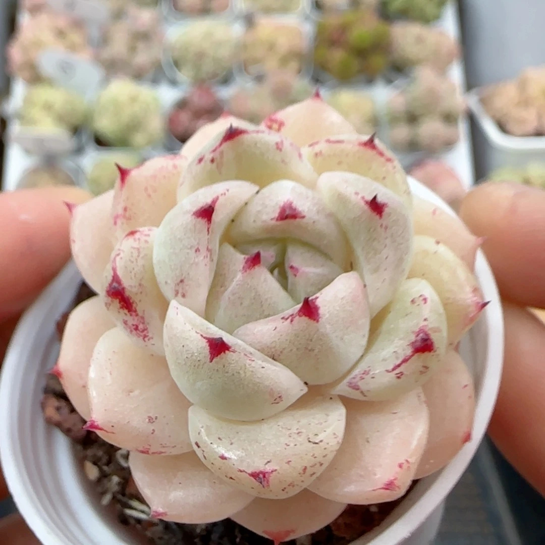 【闪购商品】0120-6小魔仙