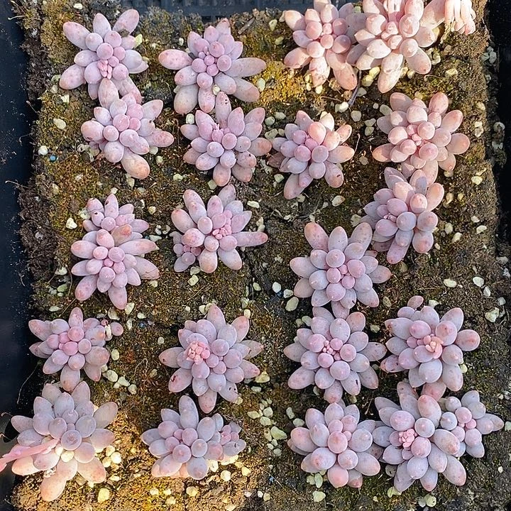 236 多肉植物组合盆栽植物