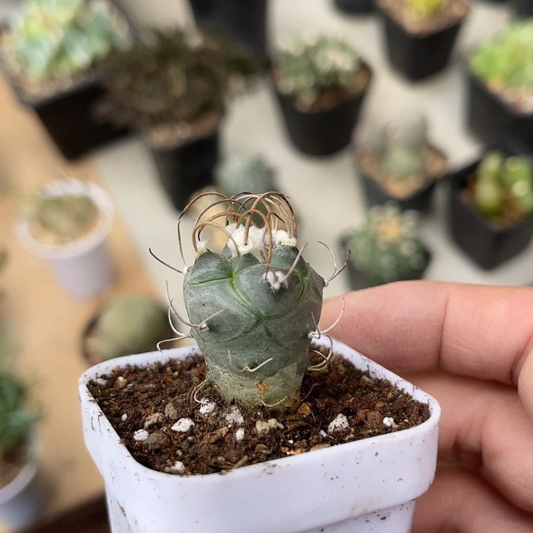 实生豪刺大尤娇丽