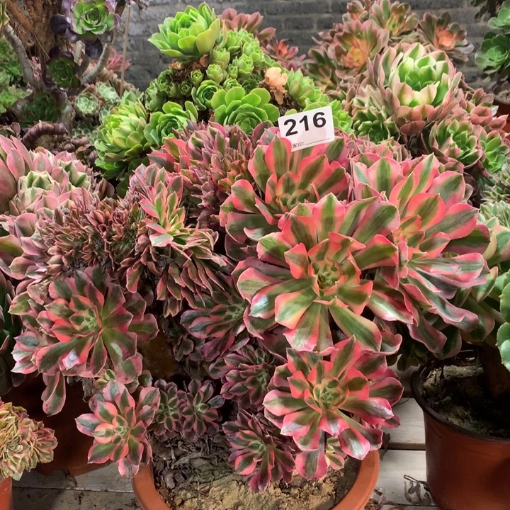 216粉女巫多肉法师