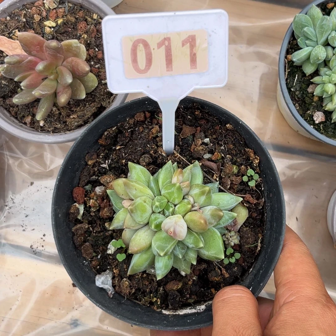 多肉植物重楼011