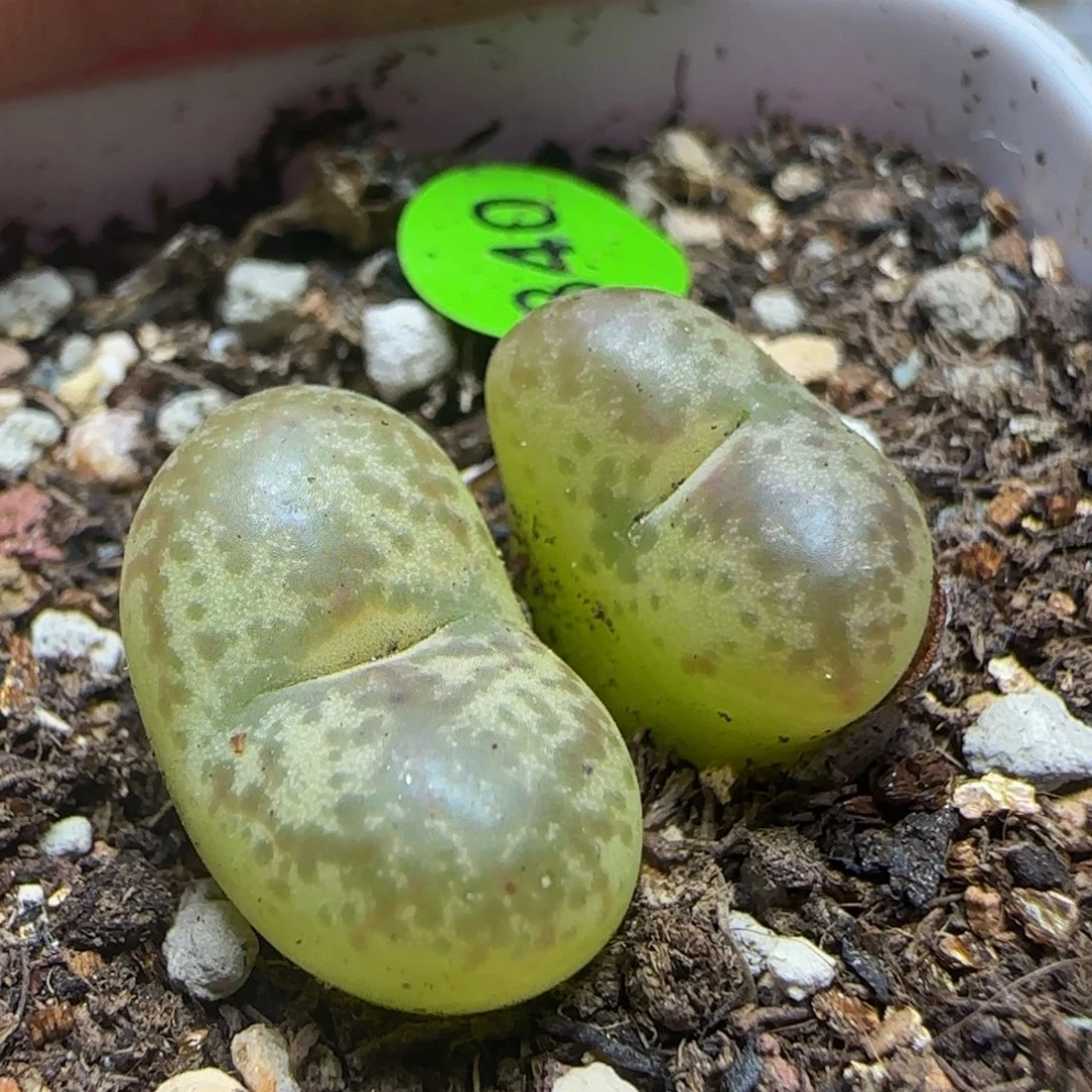 杂交漂亮多肉植物840