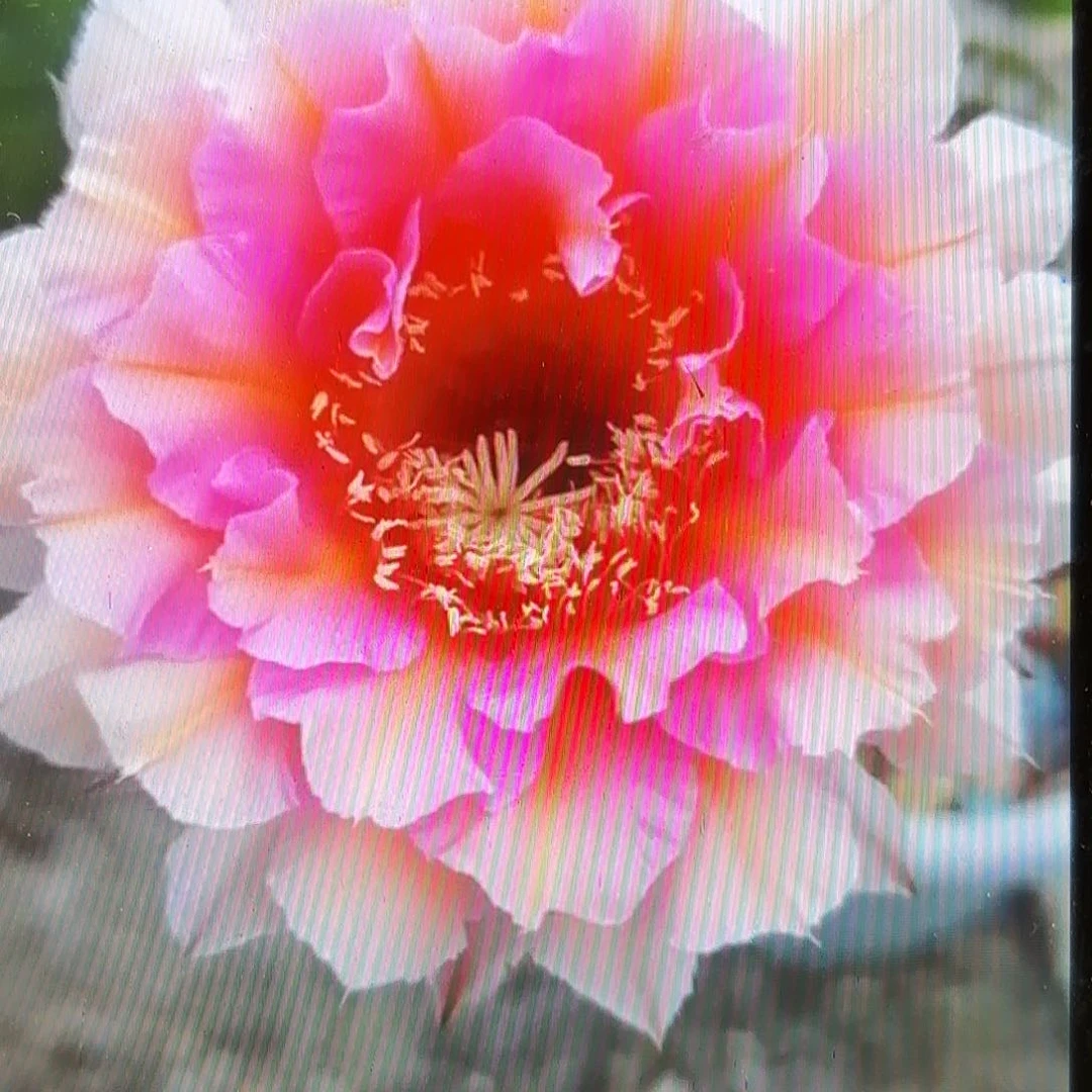 006彩侧牙20包邮仙人球15