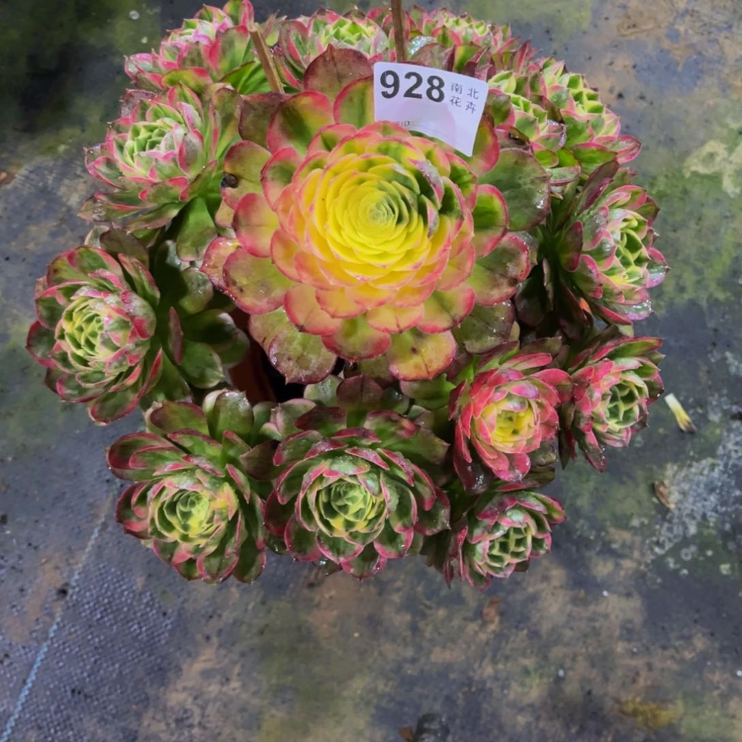 （****店海王00000000000928