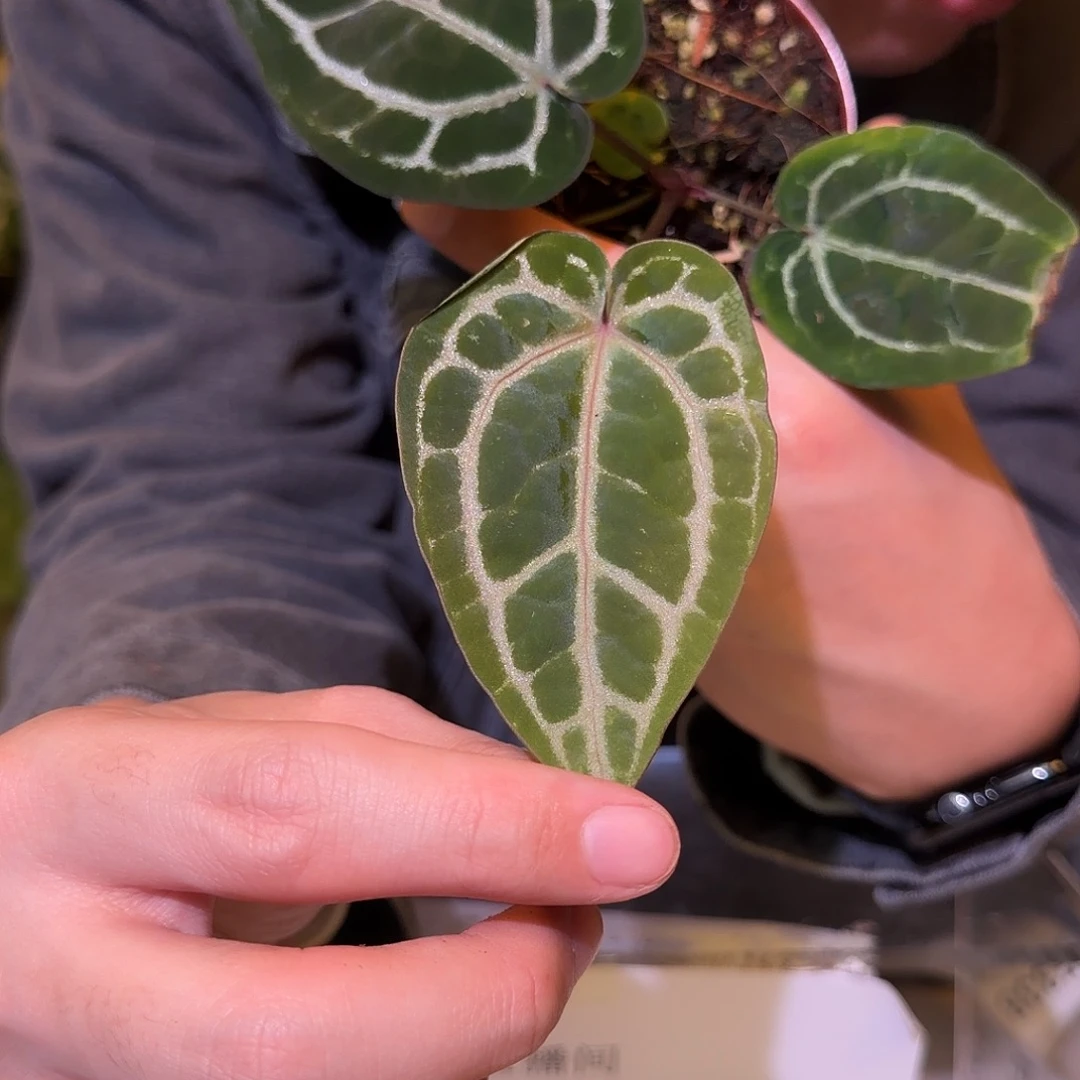 完全开放F333 紫钻石