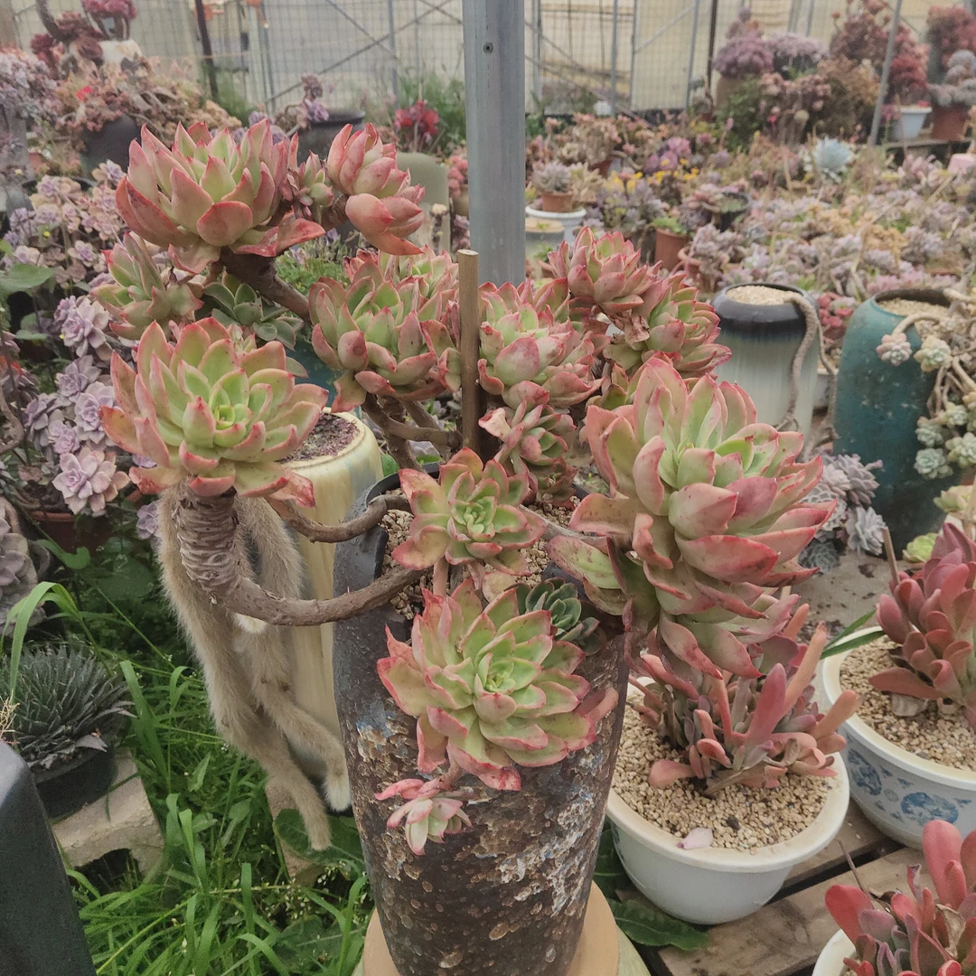 多肉植物花蝴蝶整群