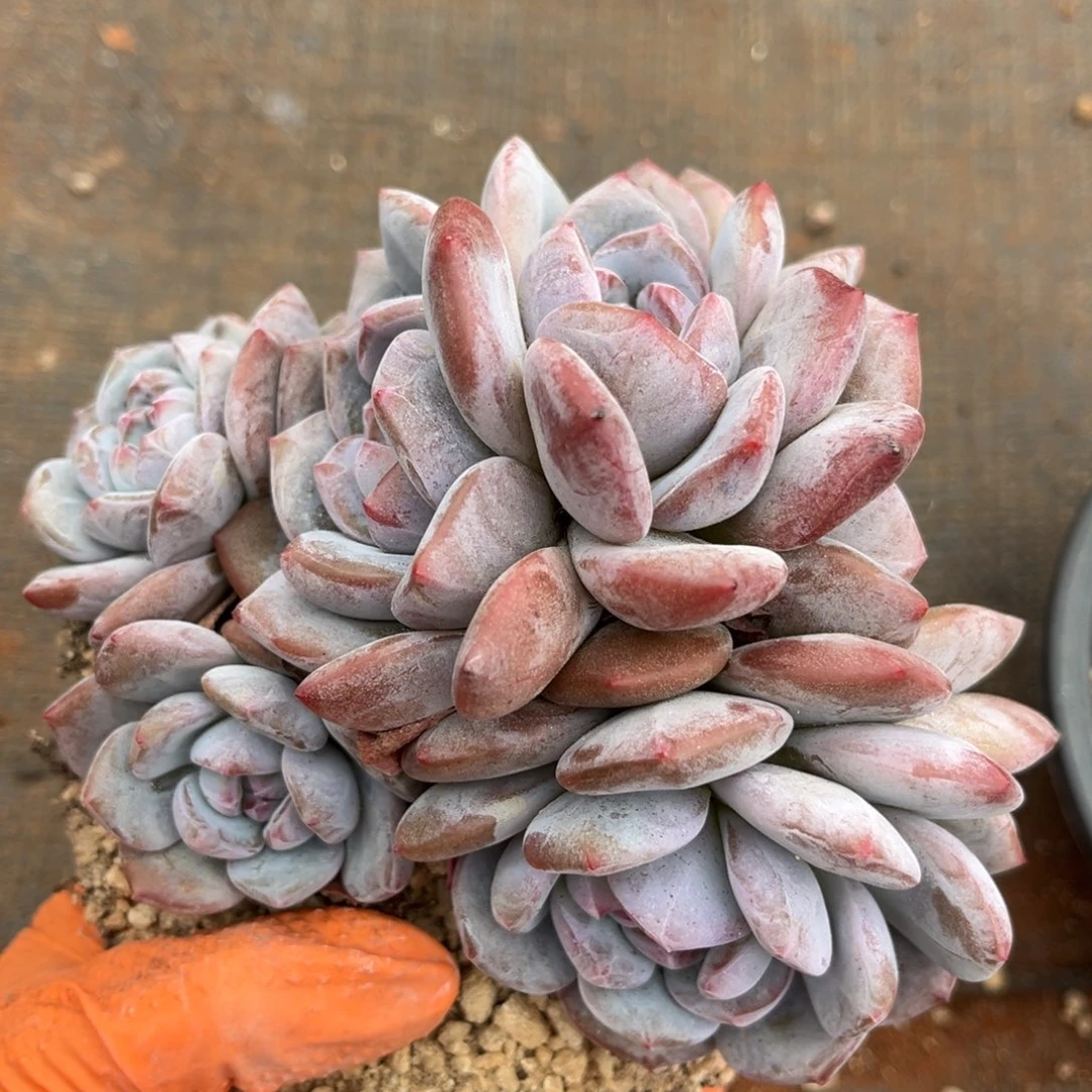 042号新疆西藏内蒙古不包邮