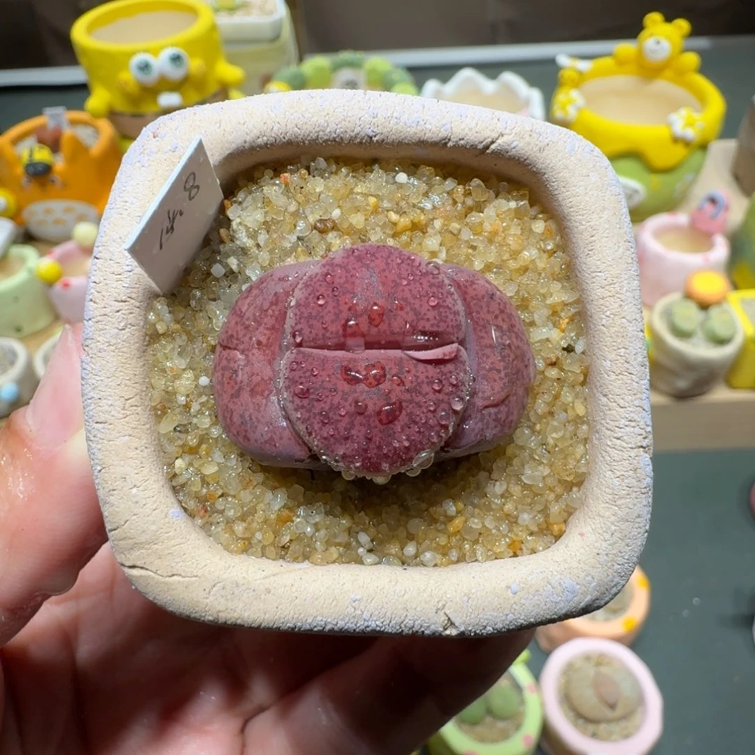 红陶蘑菇692酒红紫薰